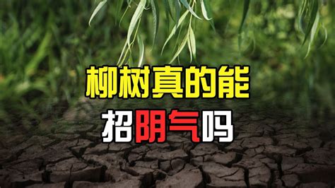 柳樹招陰|柳樹真的能招來“陰氣”嗎？如何用科學解讀“陰氣”？